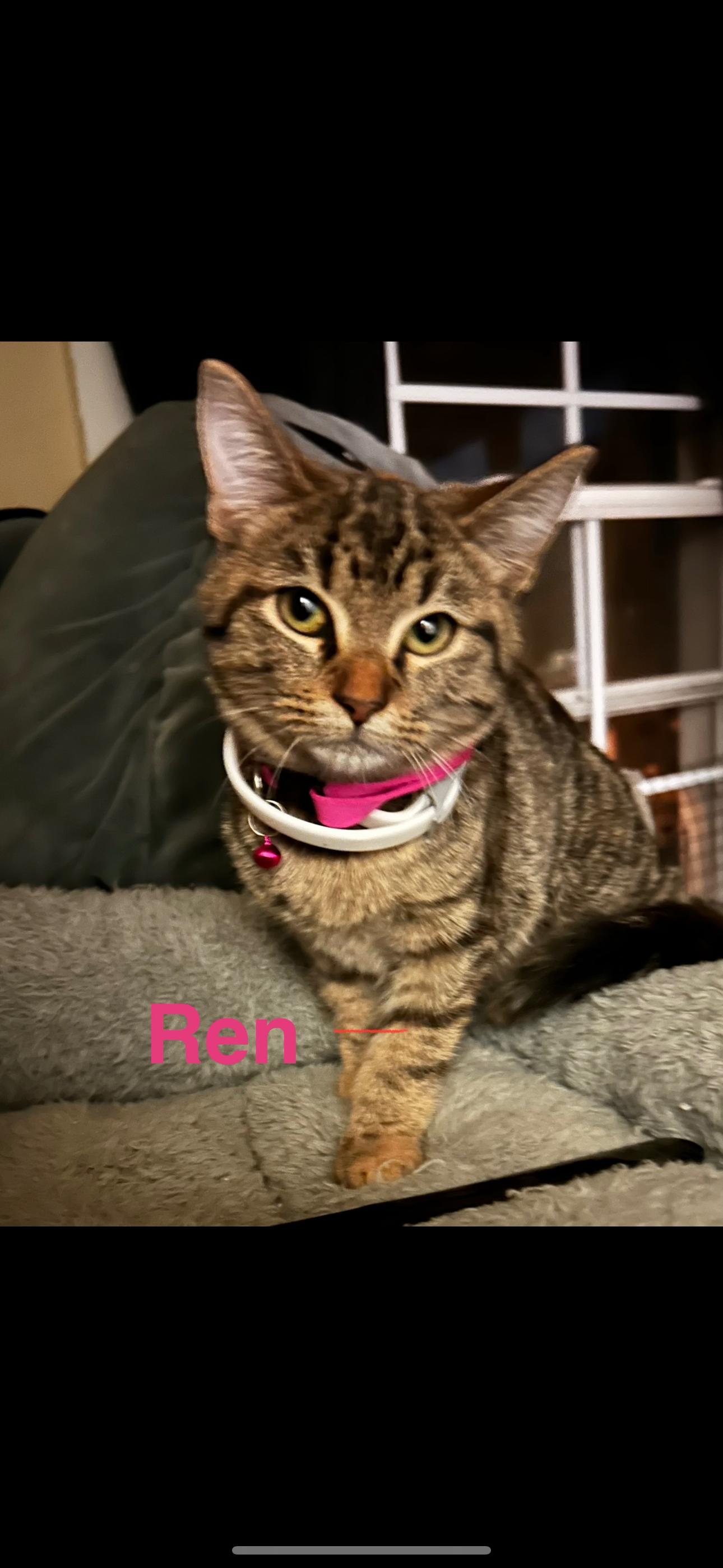 Ren, Adoptable, Kitten Female Tabby.