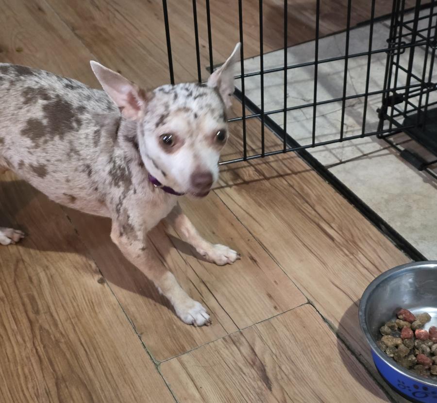 Enlarge Rosie, a ADOPTABLE Chihuahua in Bancroft, ON image 3/3