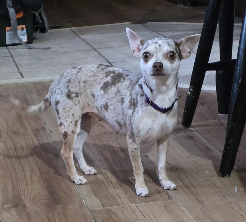 Enlarge Rosie, a ADOPTABLE Chihuahua in Bancroft, ON image 1/3