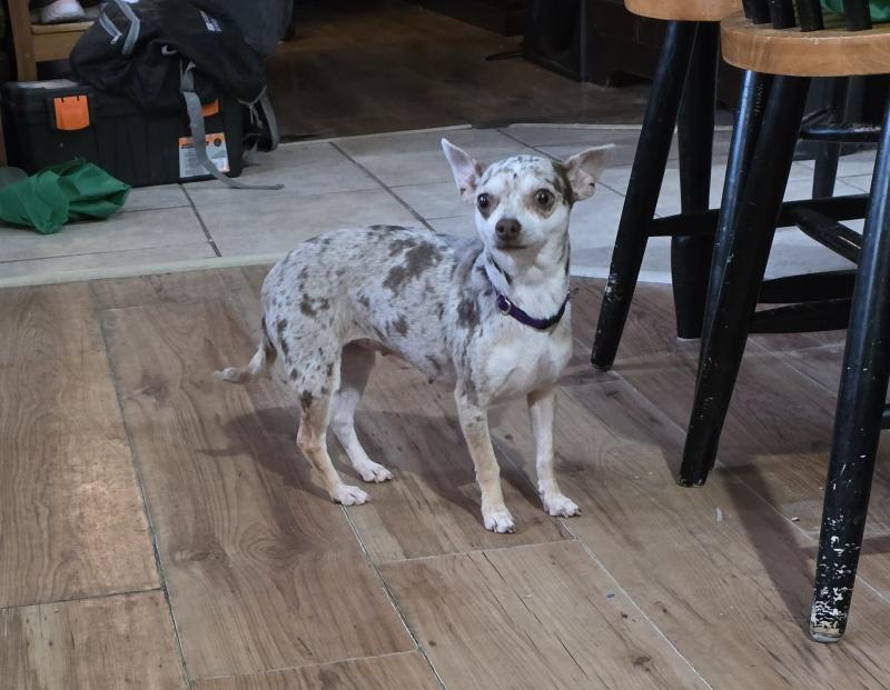 Enlarge Rosie, a ADOPTABLE Chihuahua in Bancroft, ON image 2/3