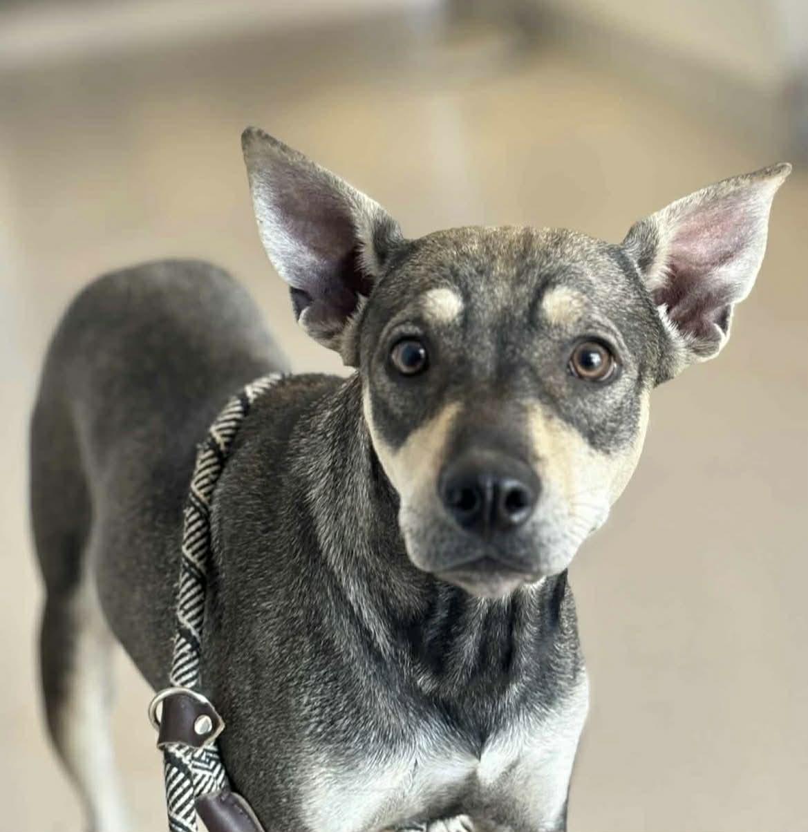 Cobra , a ADOPTABLE mixed breed in Columbia, MD image 2/2