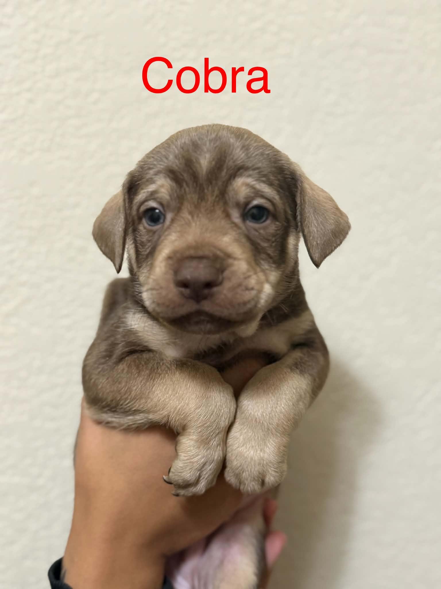 Cobra , a ADOPTABLE mixed breed in Columbia, MD image 1/2