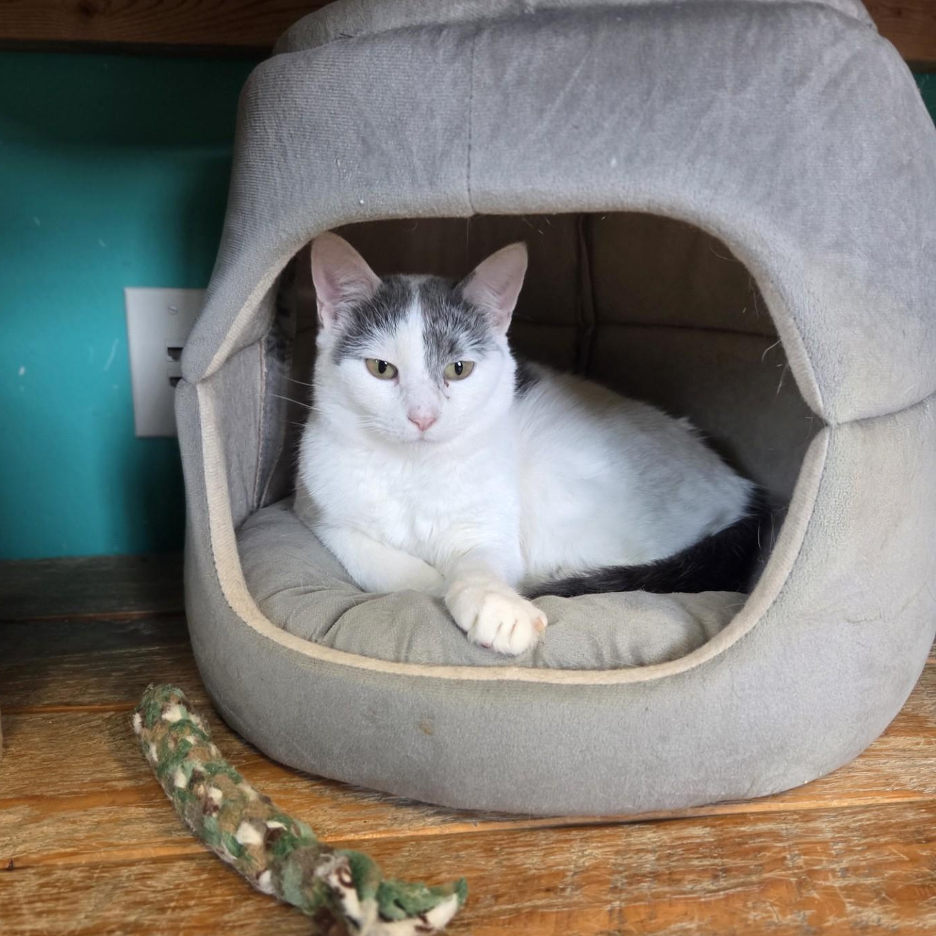 Enlarge *Farm Cat*Junelle Vicki Mae, a Adoptable Domestic Short Hair in Brookings, SD image 1/1