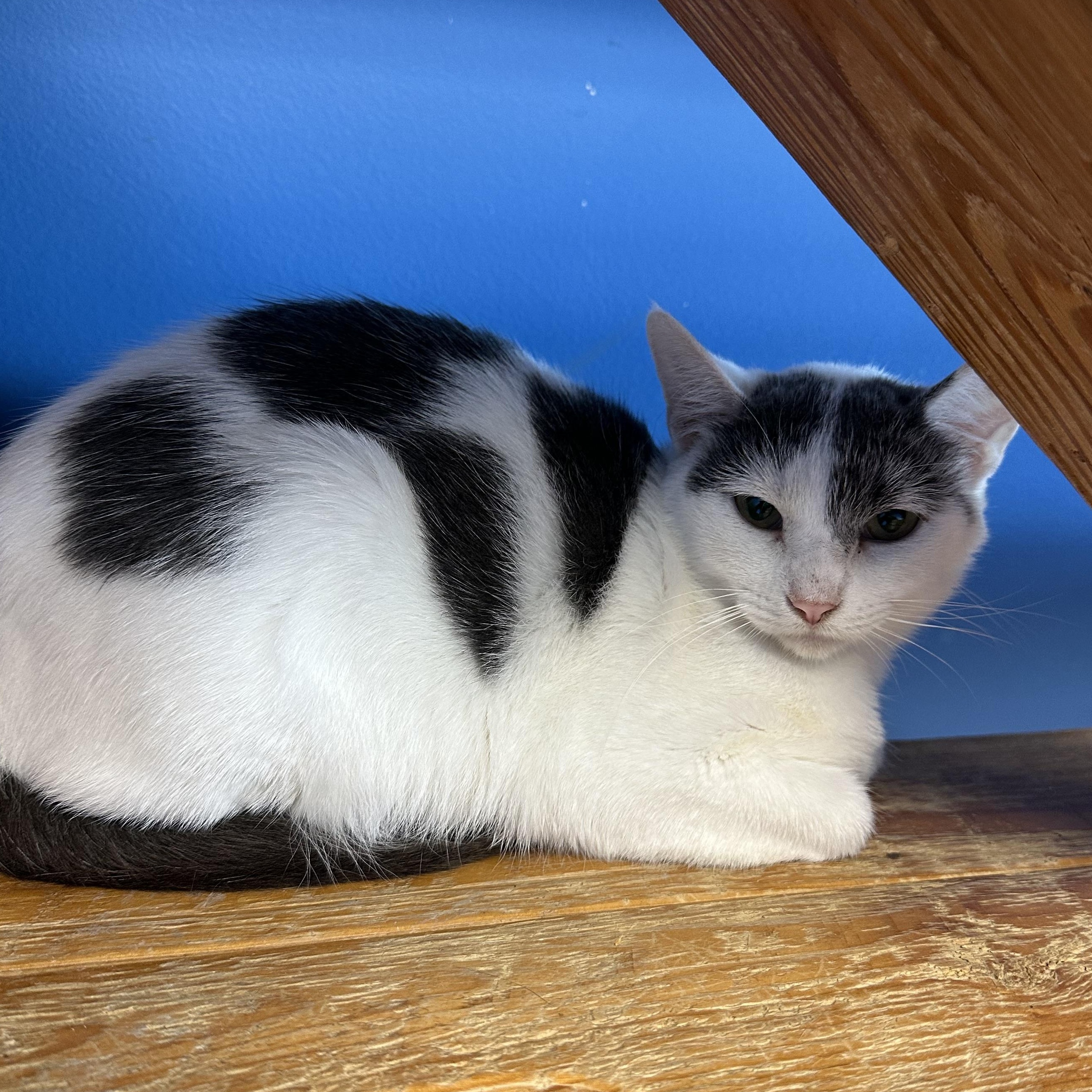 Enlarge *Farm Cat*Junelle Vicki Mae, a Adoptable Domestic Short Hair in Brookings, SD image 1/1