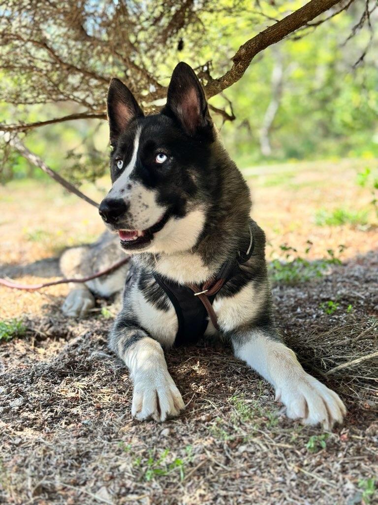 Enlarge River, a ADOPTABLE Husky in Gualala, CA image 1/1