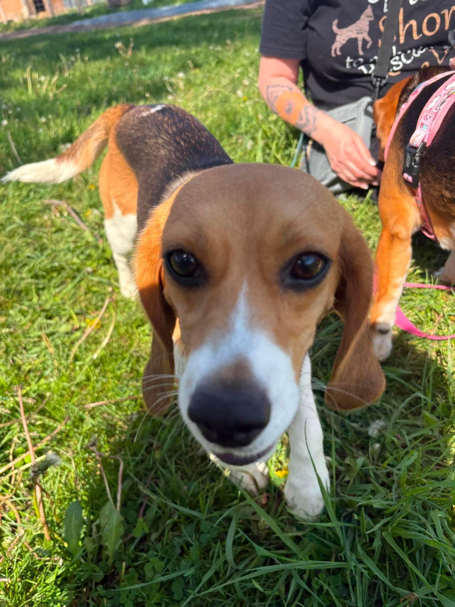 Enlarge Molly, a Adoptable Beagle in Little Chute, WI image 1/6