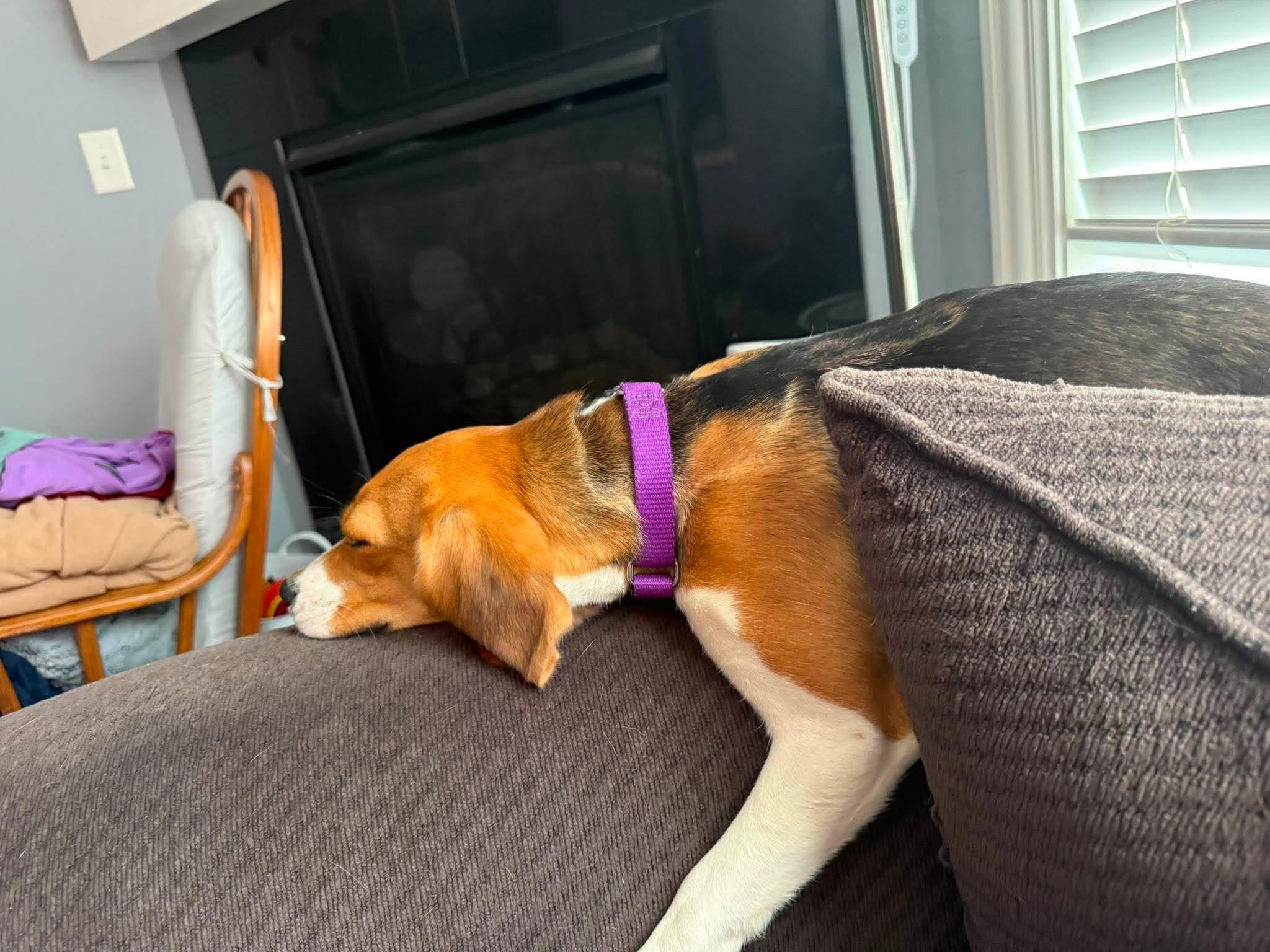 Enlarge Molly, a Adoptable Beagle in Little Chute, WI image 2/6