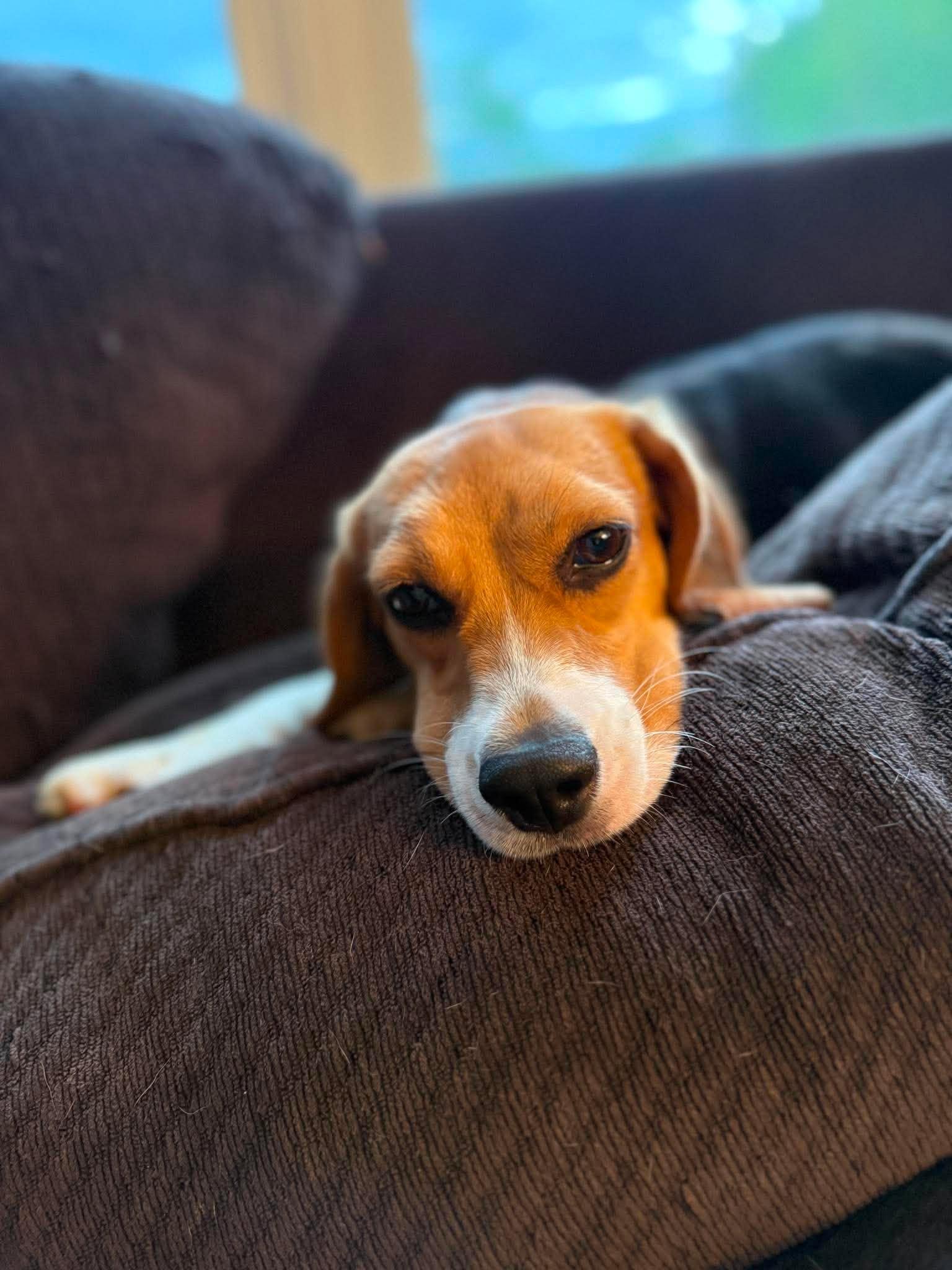 Enlarge Molly, a Adoptable Beagle in Little Chute, WI image 3/6
