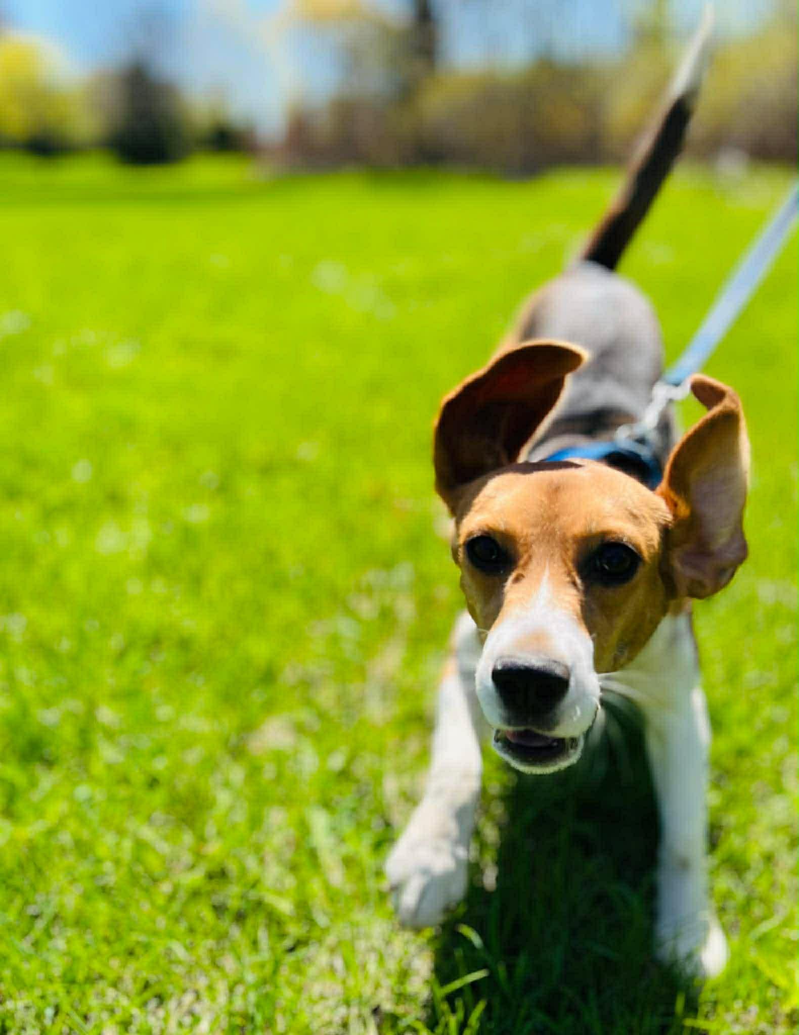 Enlarge Molly, a Adoptable Beagle in Little Chute, WI image 4/6
