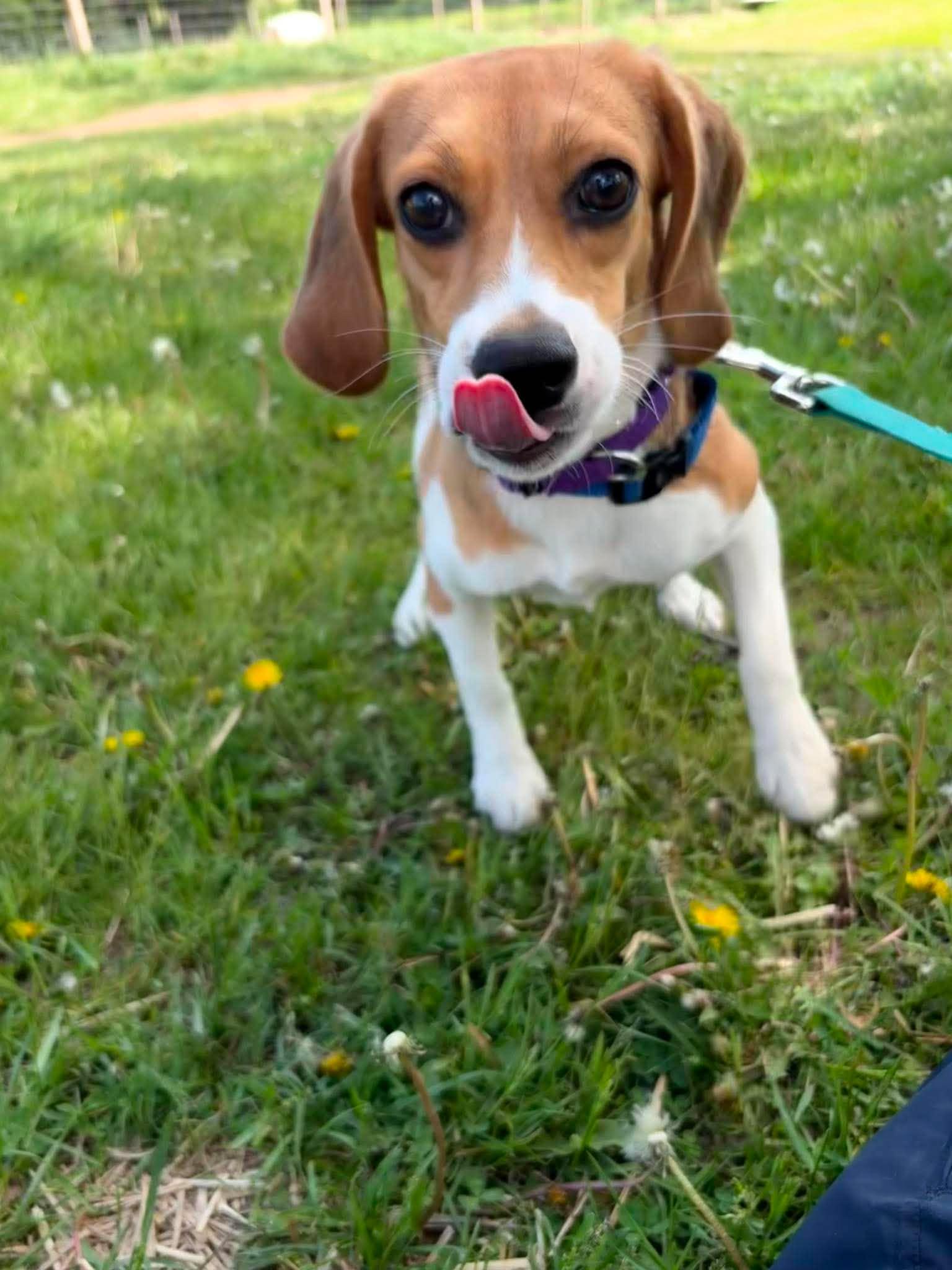 Enlarge Molly, a Adoptable Beagle in Little Chute, WI image 5/6