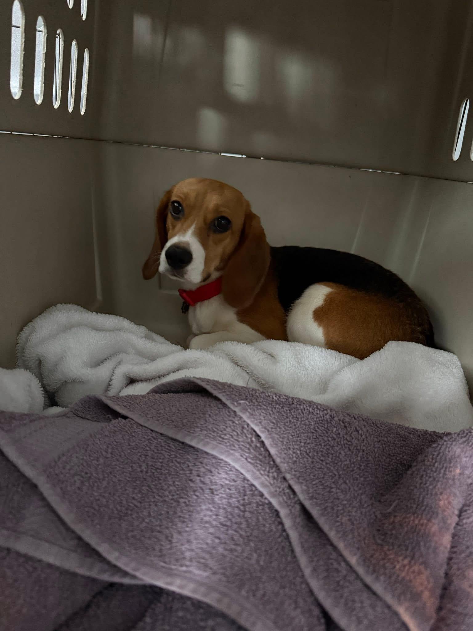 Molly-19, Adoptable, Young Female Beagle.