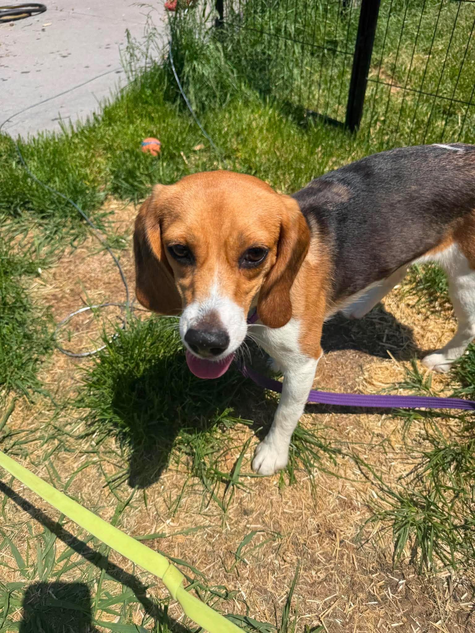 Enlarge Molly, a Adoptable Beagle in Little Chute, WI image 6/6