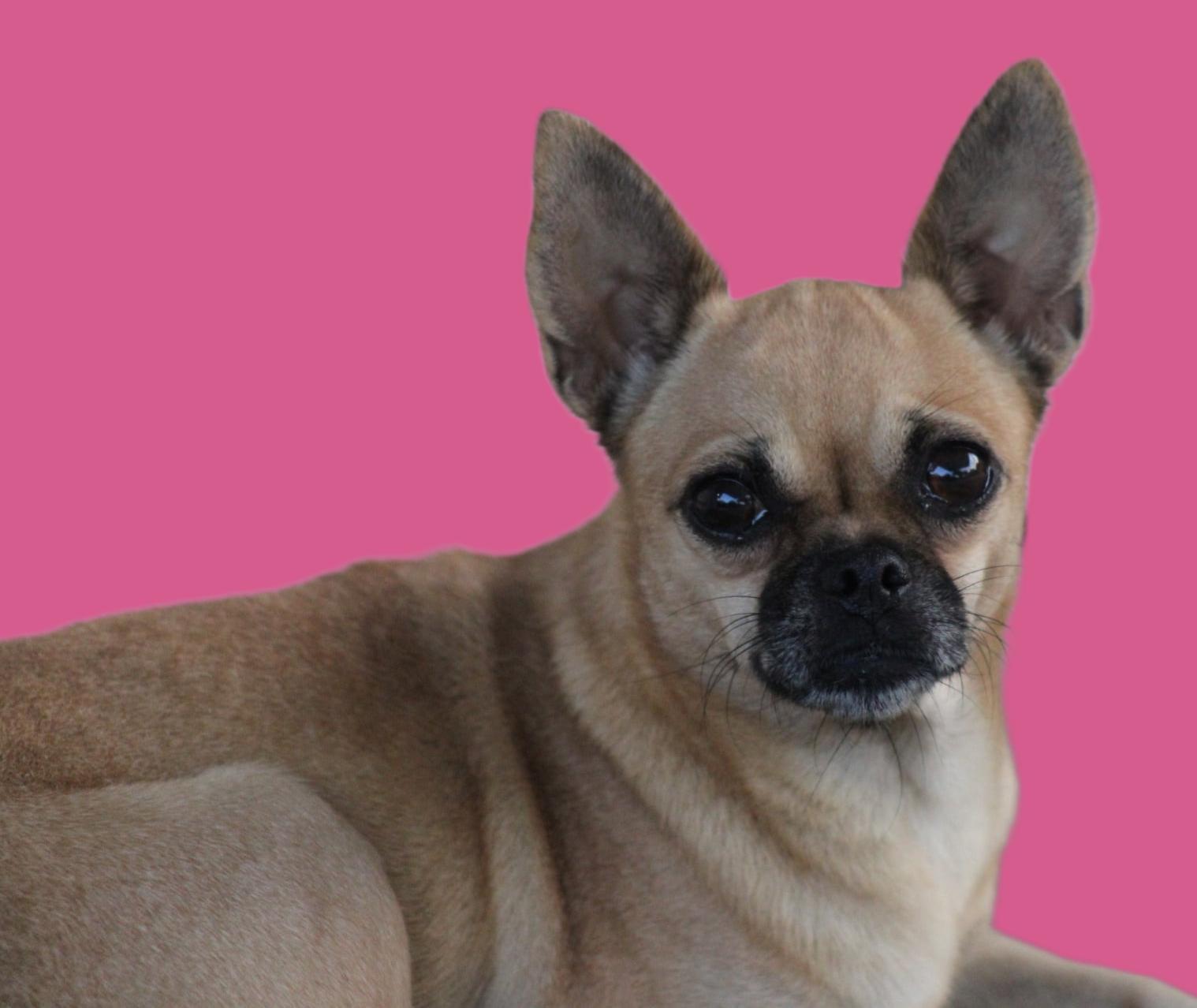 Fallon, Adopted, Adult Female Pug & Chihuahua.