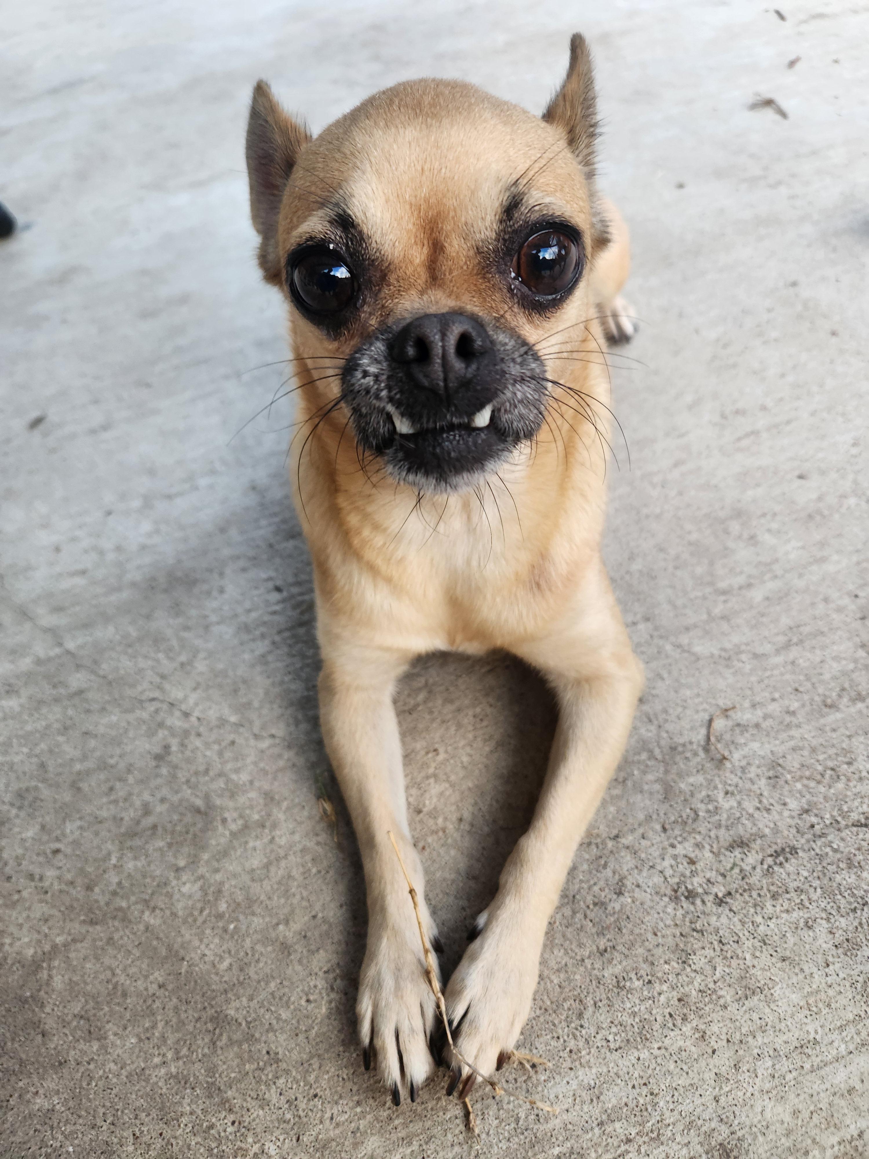 Enlarge Fallon, a Adopted mixed breed in Austin, TX image 2/6
