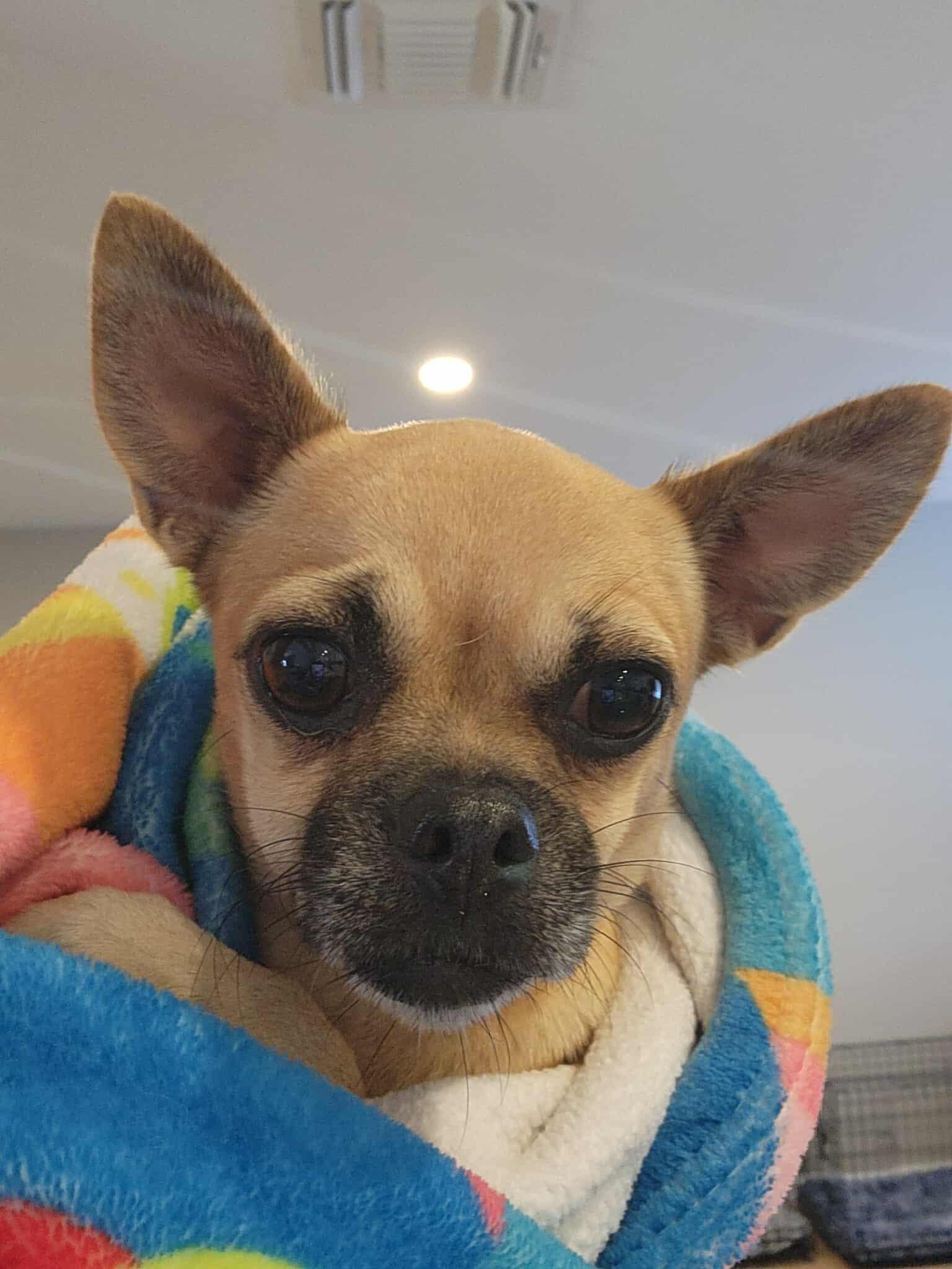 Enlarge Fallon, a Adopted mixed breed in Austin, TX image 3/6