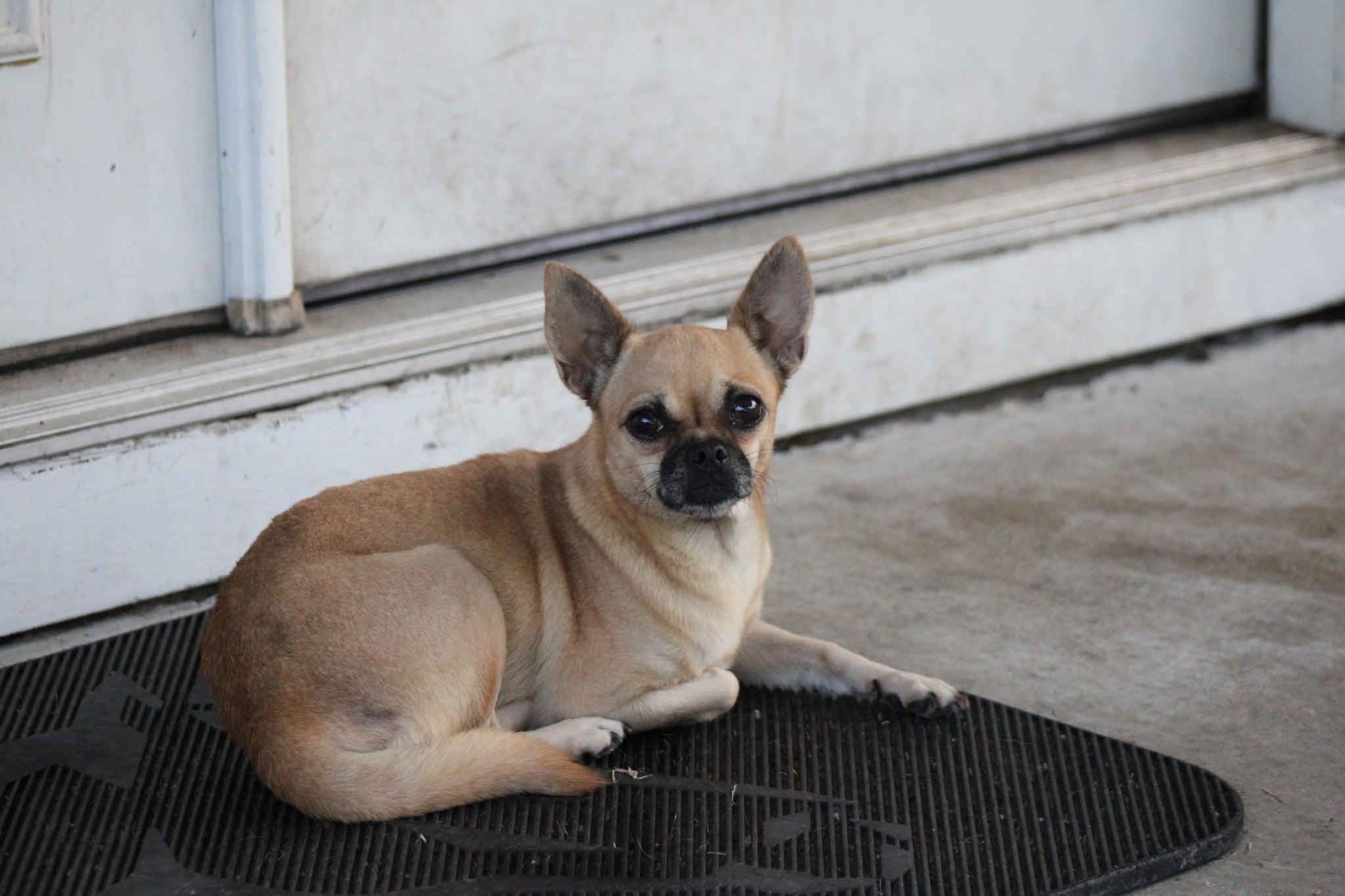 Enlarge Fallon, a Adopted mixed breed in Austin, TX image 4/6
