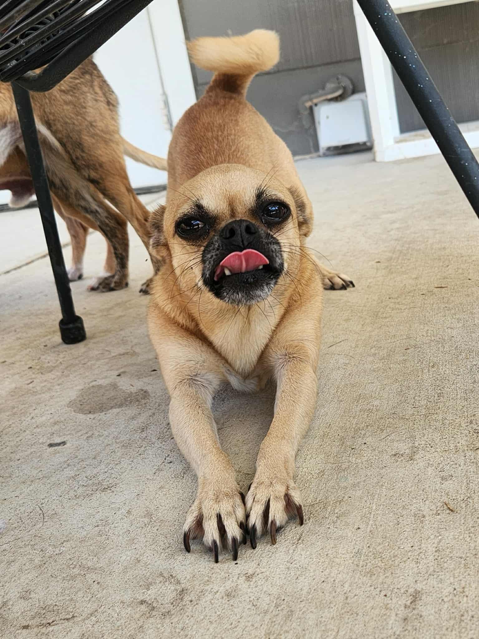 Enlarge Fallon, a Adopted mixed breed in Austin, TX image 5/6