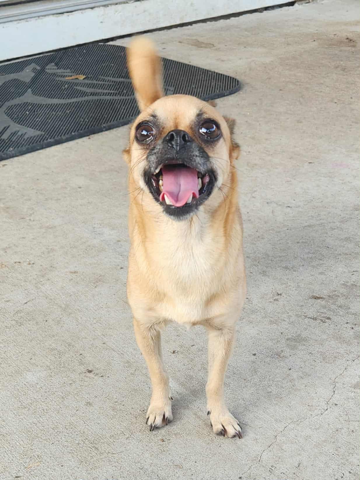 Enlarge Fallon, a Adopted mixed breed in Austin, TX image 6/6