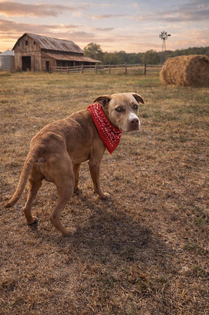 Enlarge Hobbit, a Adoptable mixed breed in Wauchula, FL image 1/1