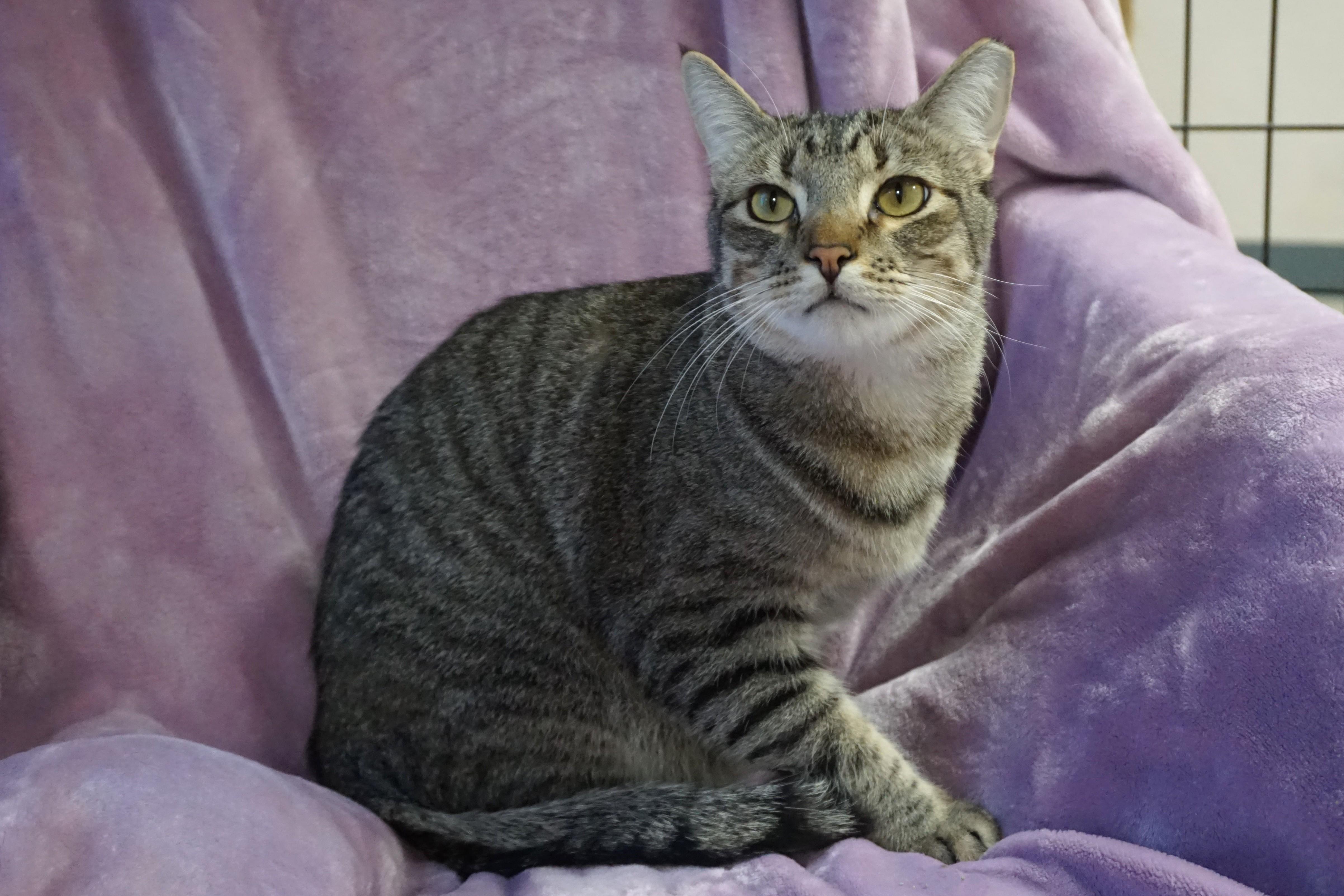 Violetta, a Adoptable Domestic Short Hair in Fountain Hills, AZ image 1/4