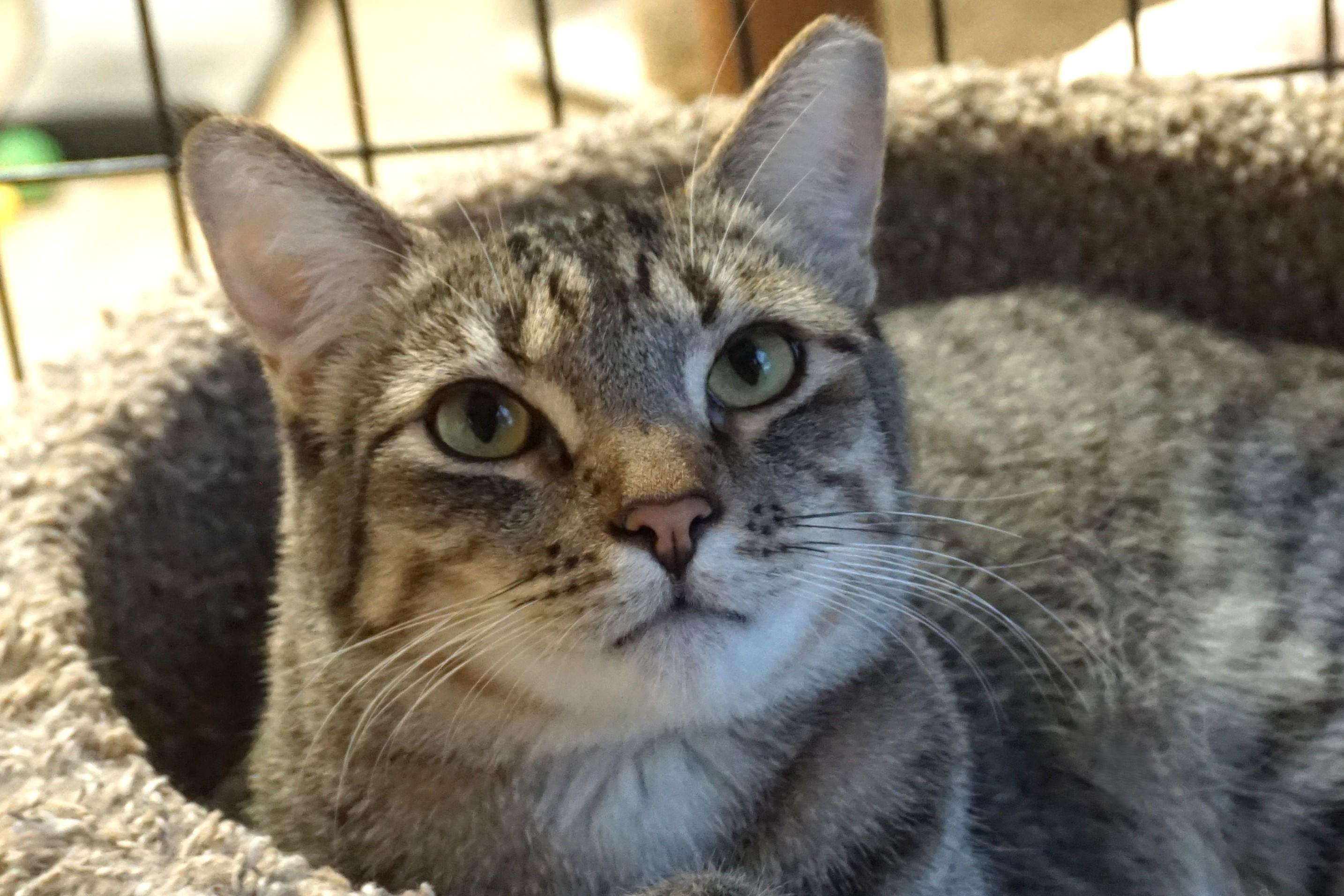 Violetta, a Adoptable Domestic Short Hair in Fountain Hills, AZ image 2/4