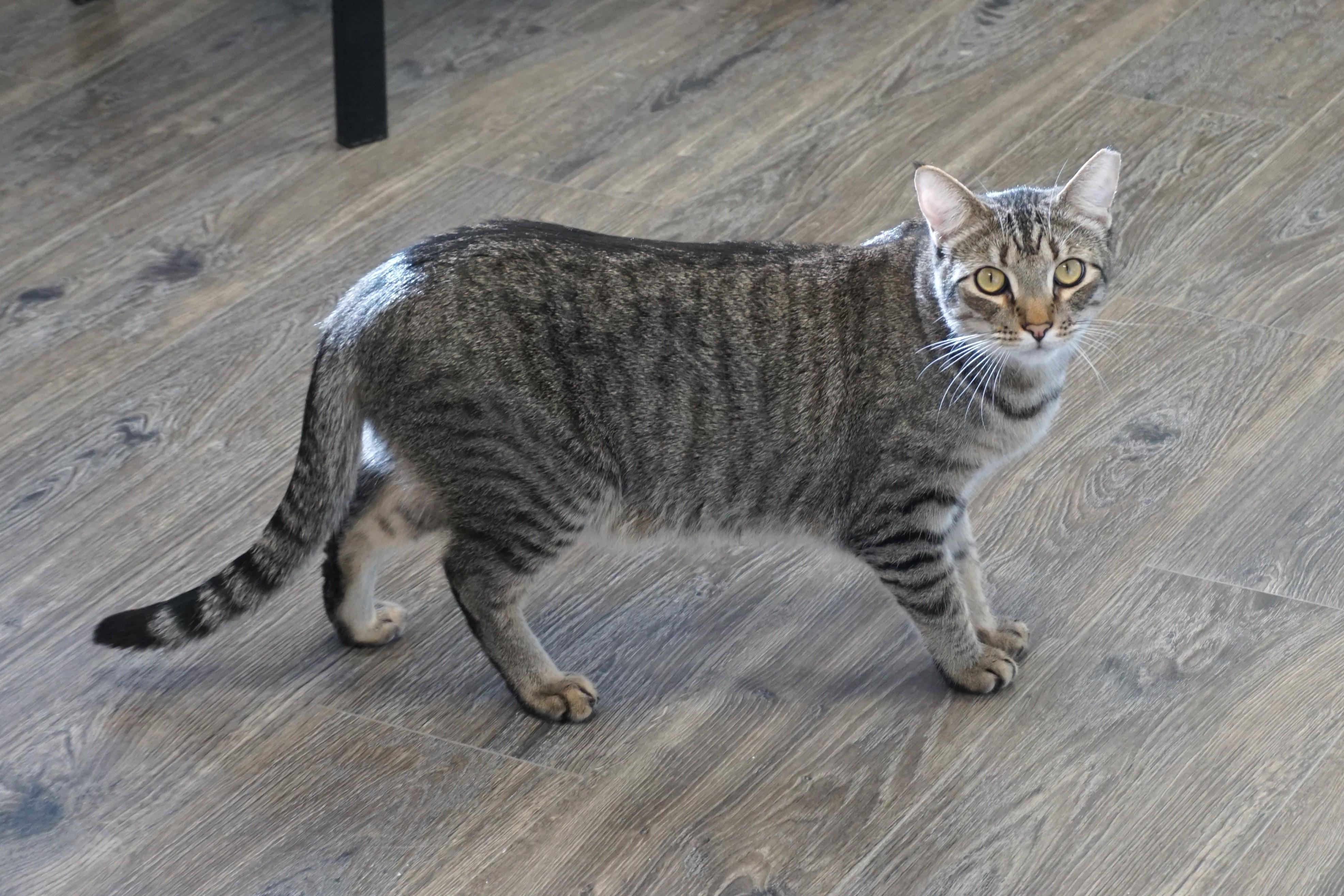 Enlarge Violetta, a Adoptable Domestic Short Hair in Fountain Hills, AZ image 2/6