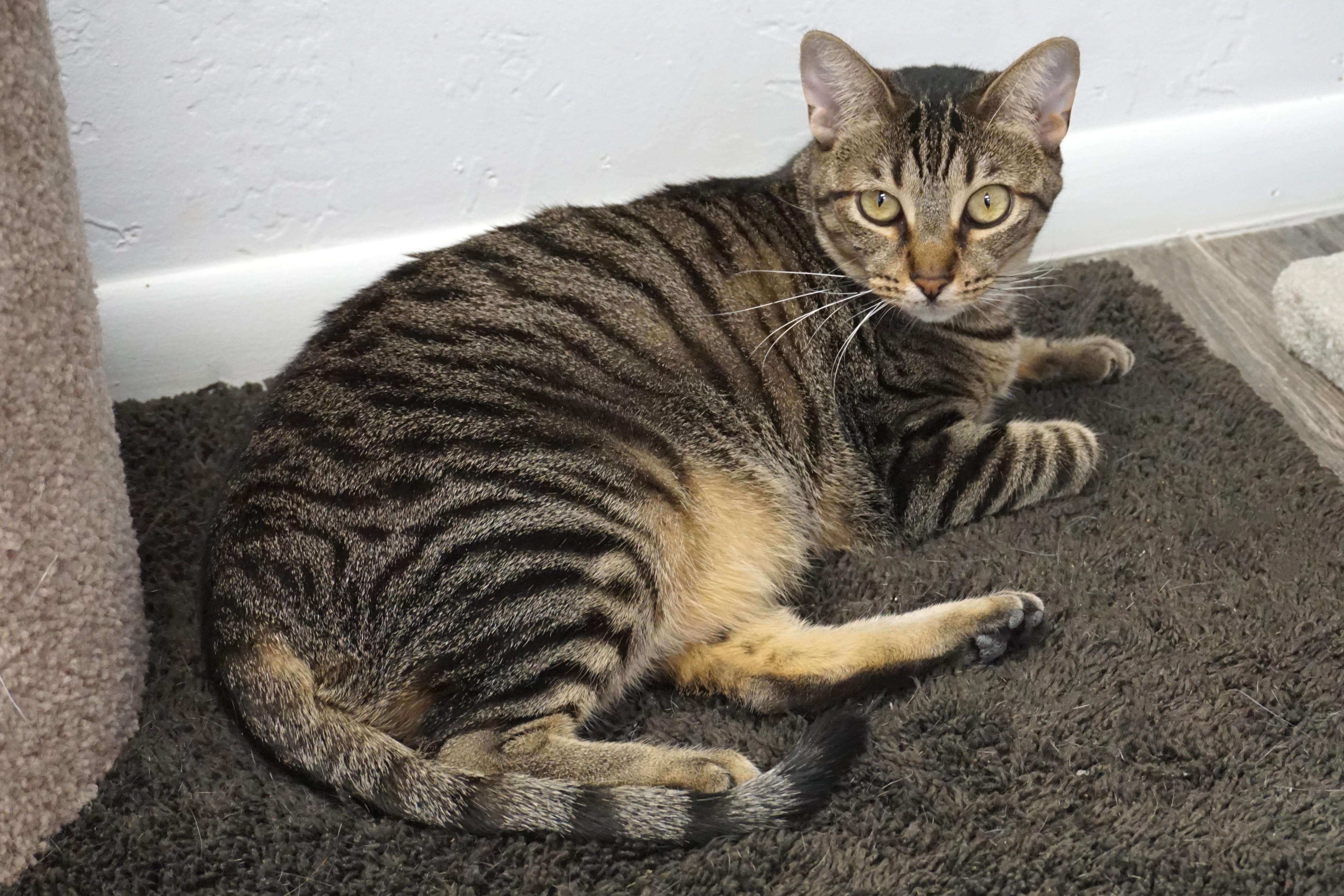 Enlarge Violetta, a Adoptable Domestic Short Hair in Fountain Hills, AZ image 3/5