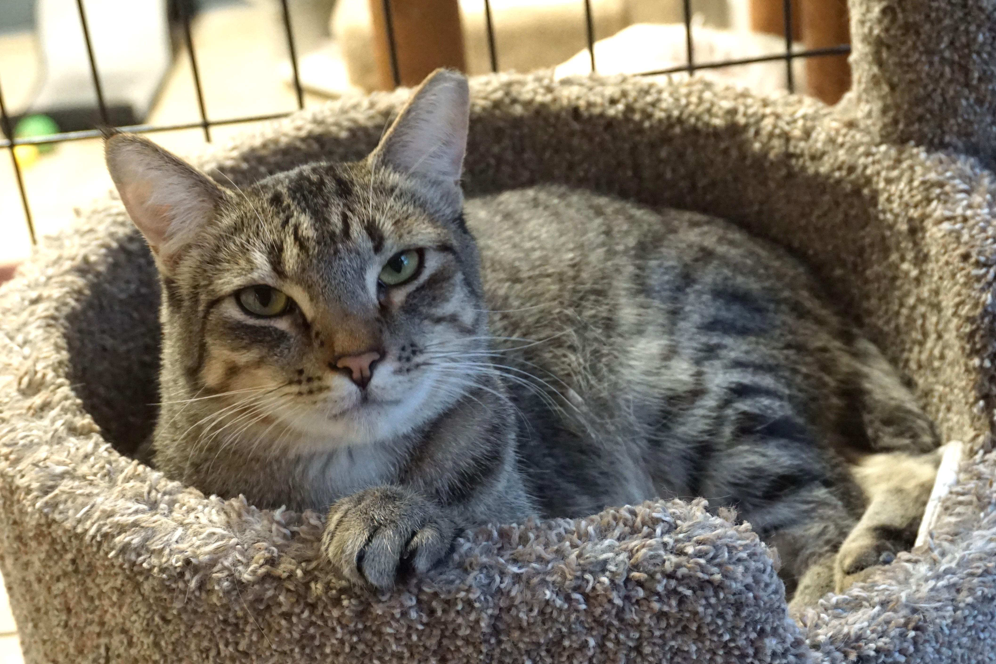 Violetta, a Adoptable Domestic Short Hair in Fountain Hills, AZ image 3/4