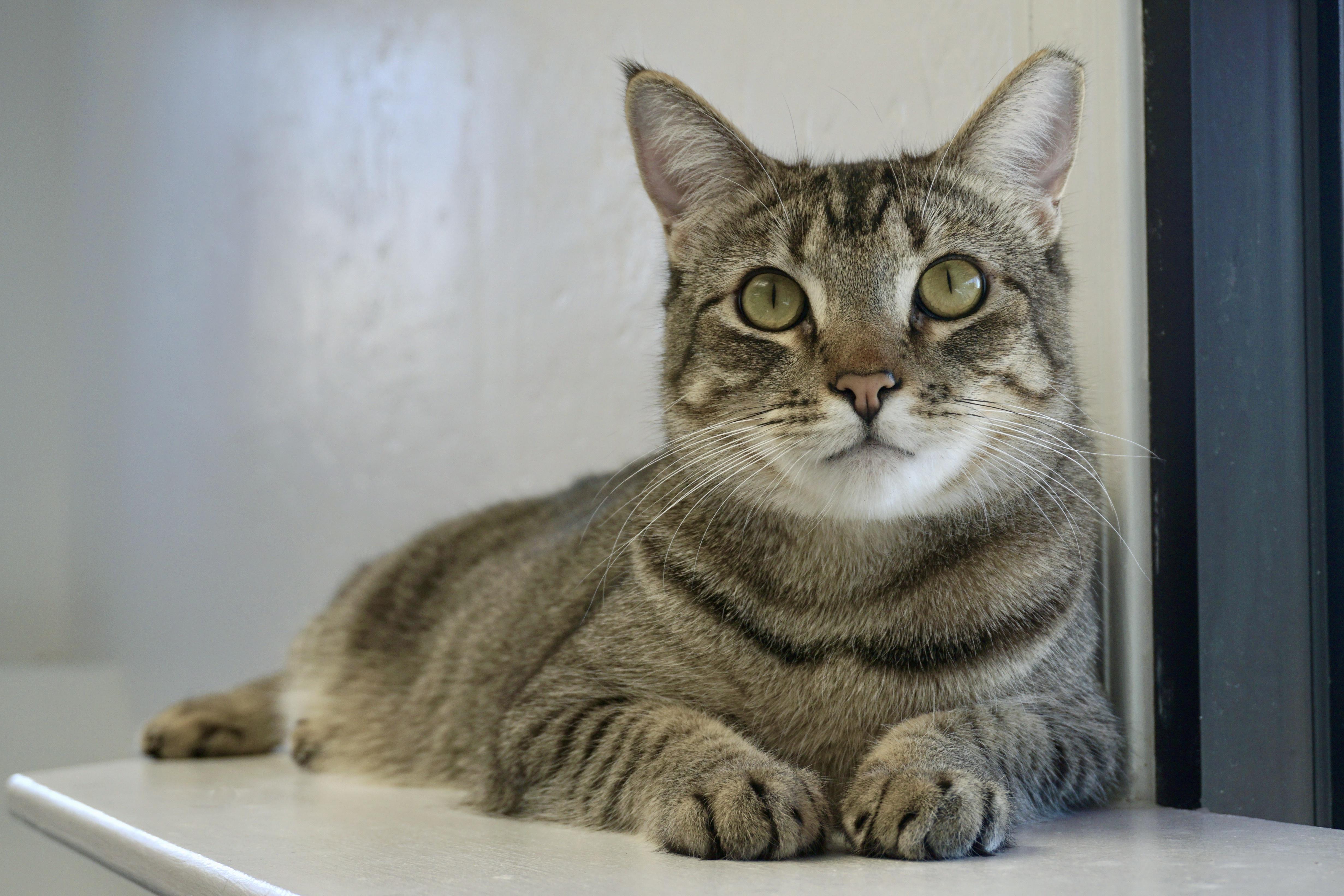 Violetta, Adoptable, Adult Female Domestic Short Hair.