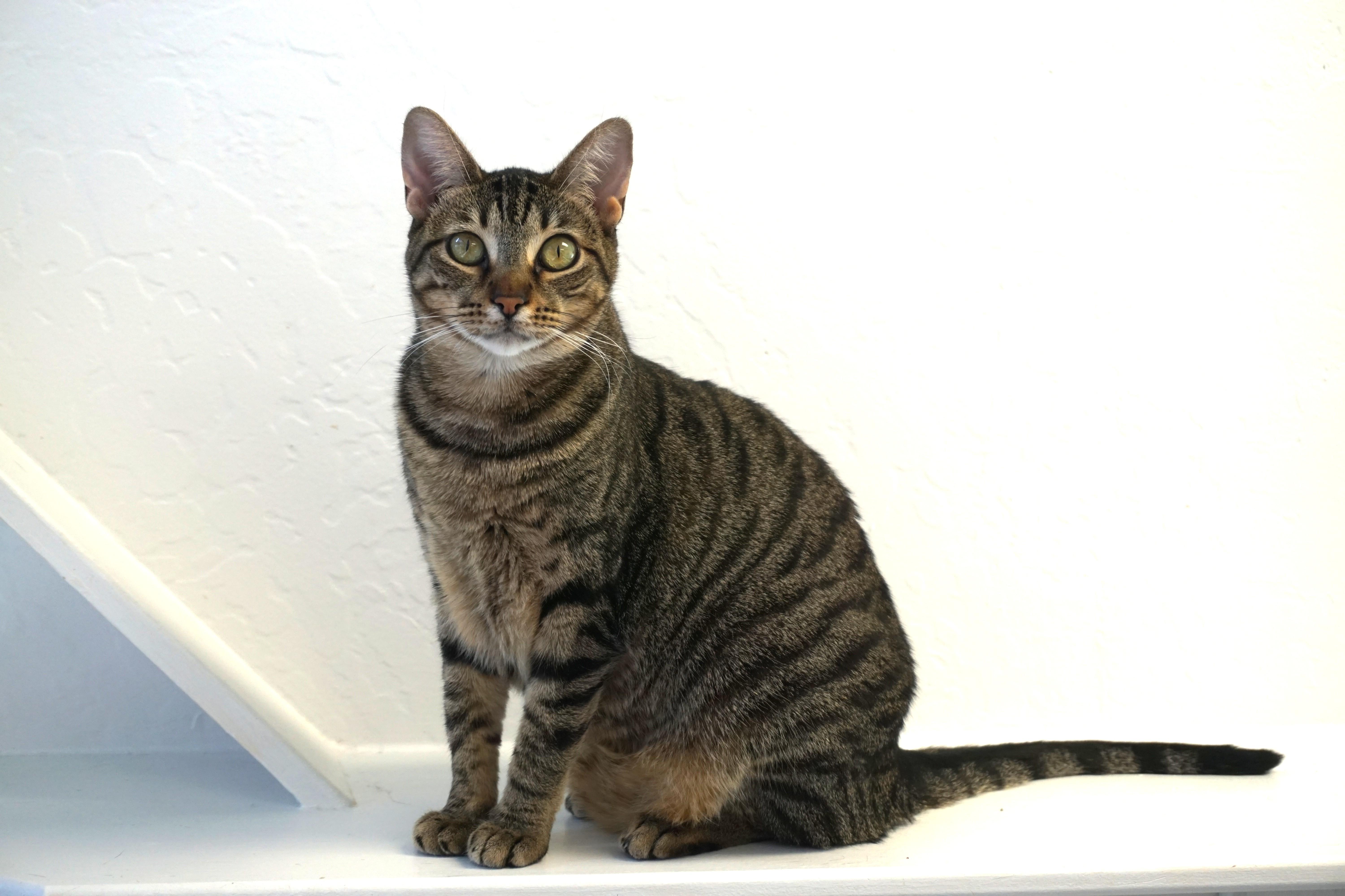 Enlarge Violetta, a Adoptable Domestic Short Hair in Fountain Hills, AZ image 1/4