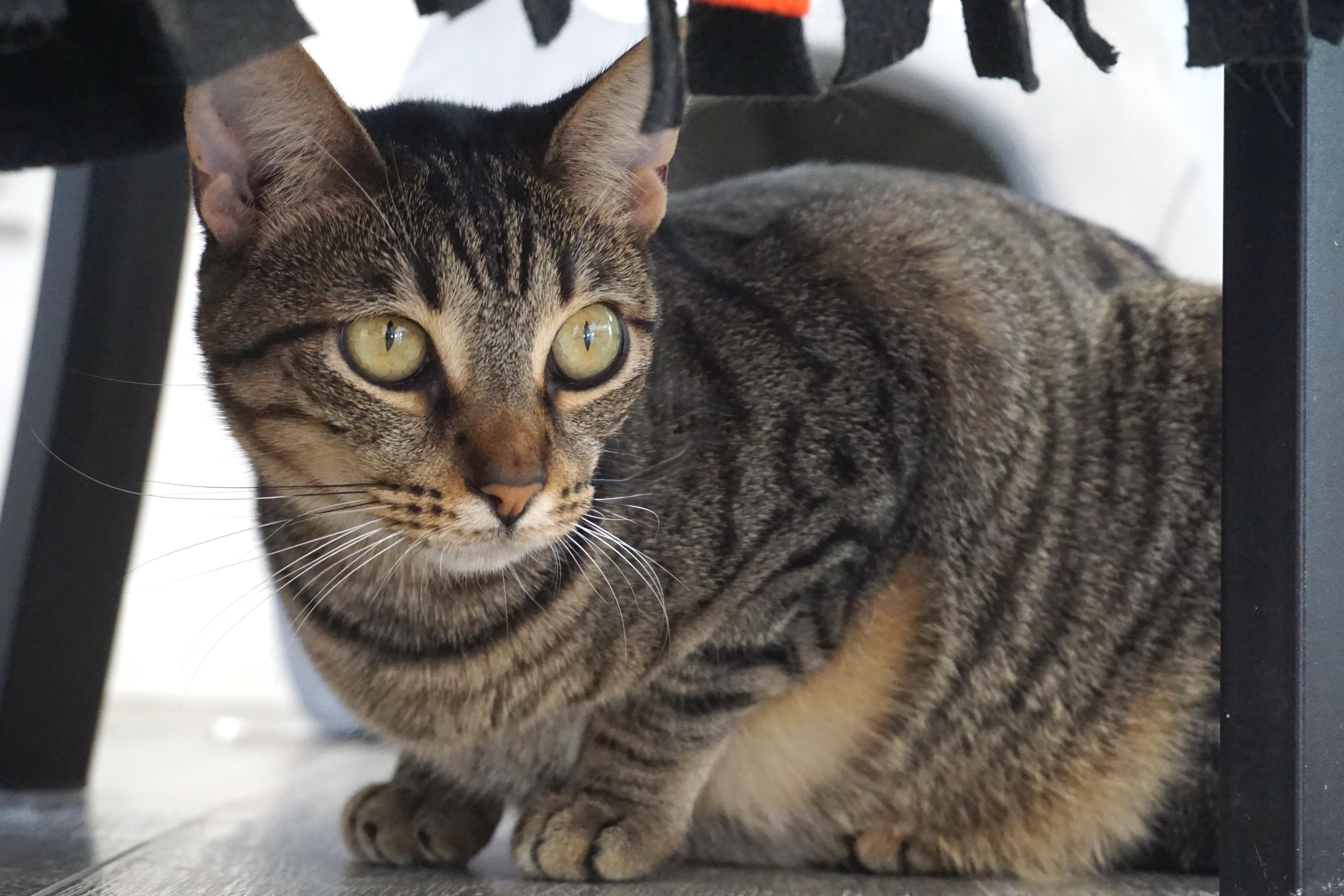 Enlarge Violetta, a Adoptable Domestic Short Hair in Fountain Hills, AZ image 3/4