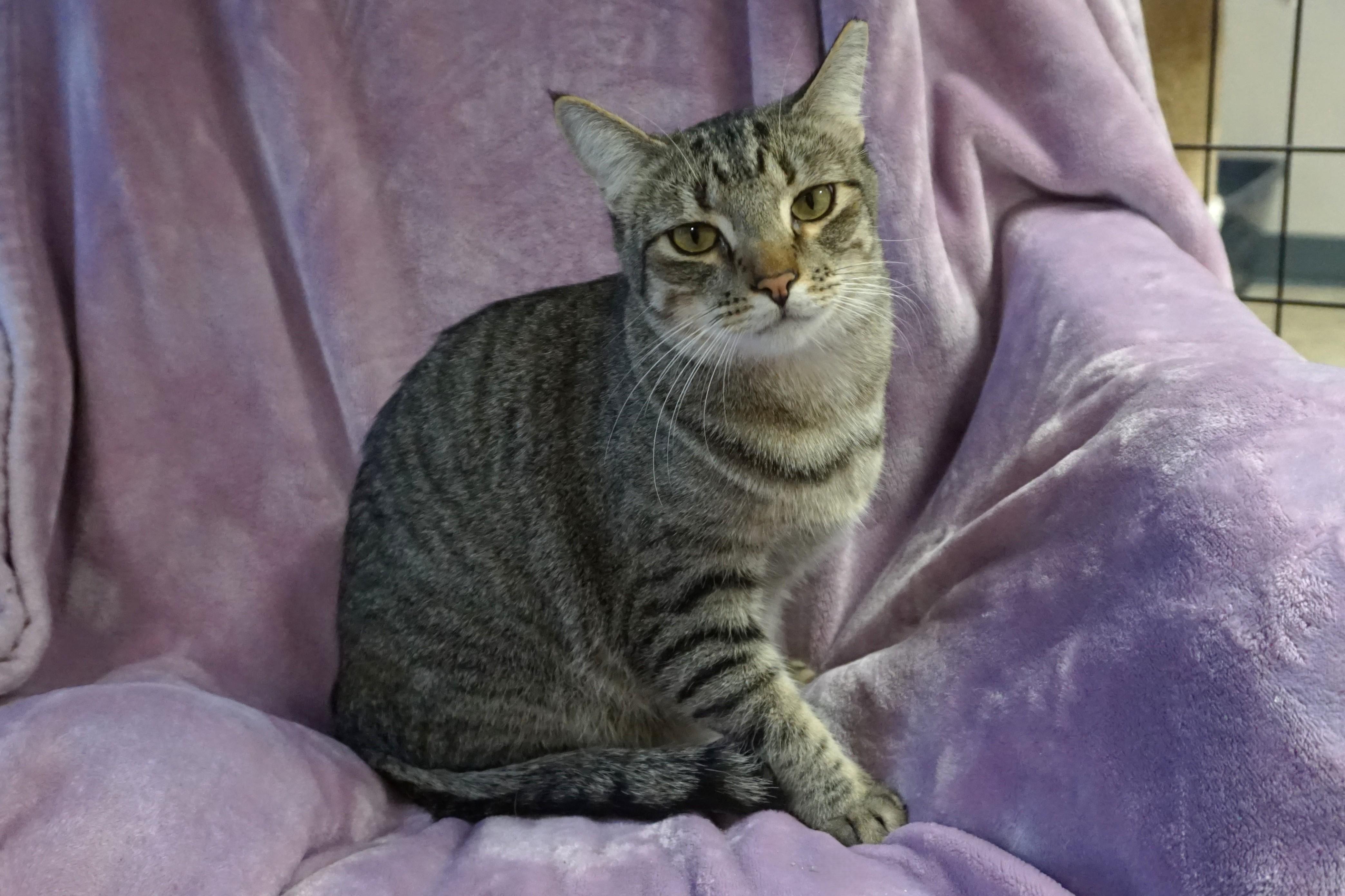 Violetta, a Adoptable Domestic Short Hair in Fountain Hills, AZ image 4/4