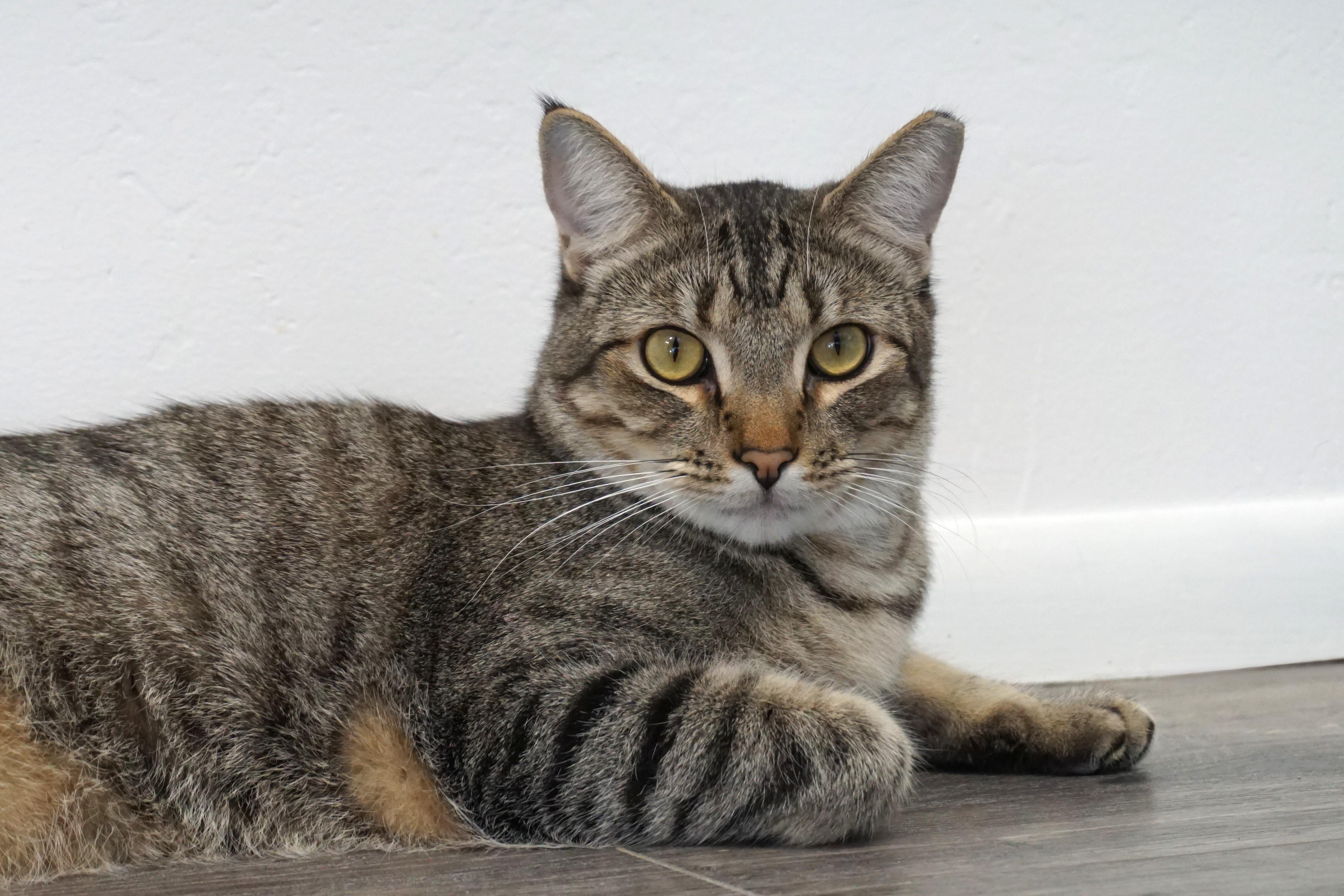 Enlarge Violetta, a Adoptable Domestic Short Hair in Fountain Hills, AZ image 1/6