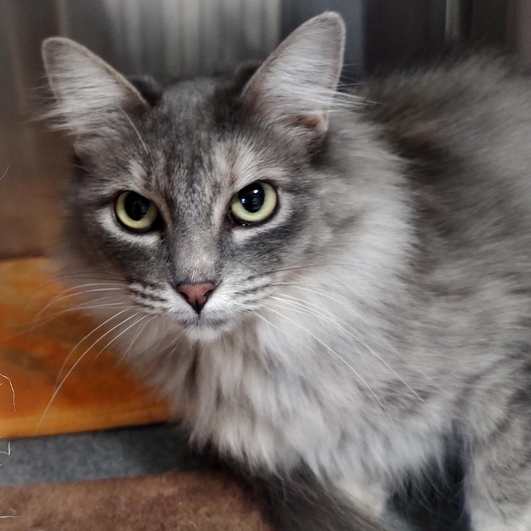 Saturn, ADOPTABLE, Adult Female Domestic Long Hair & Tabby.