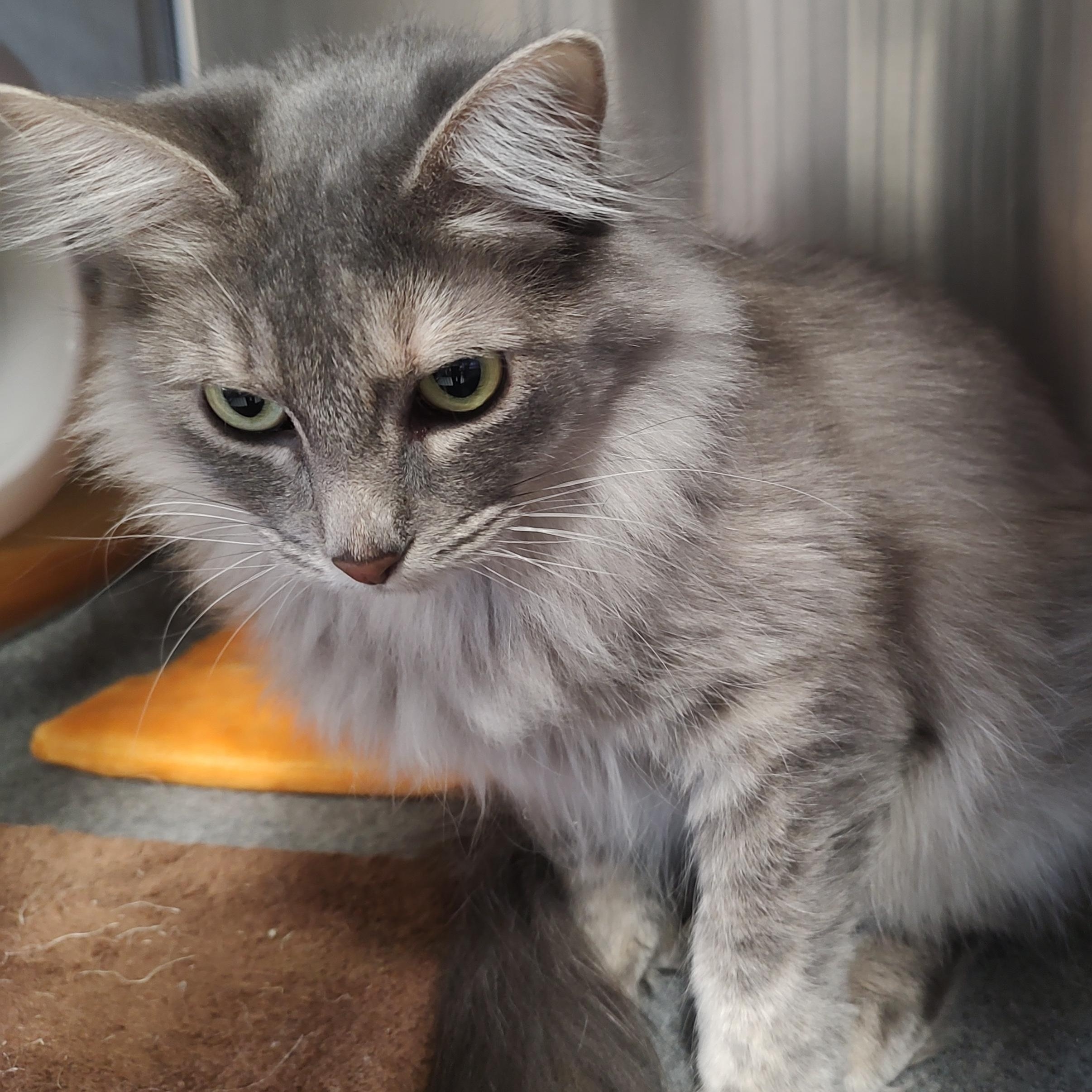 Saturn, a ADOPTABLE mixed breed in Driggs, ID image 3/3