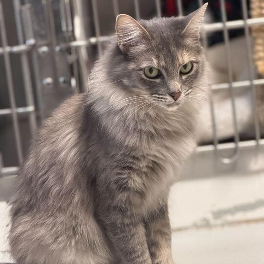 Saturn, a ADOPTABLE mixed breed in Driggs, ID image 2/3