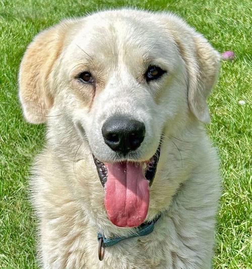 Ajax, an adoptable Great Pyrenees in Amery, WI, 54001 | Photo Image 1