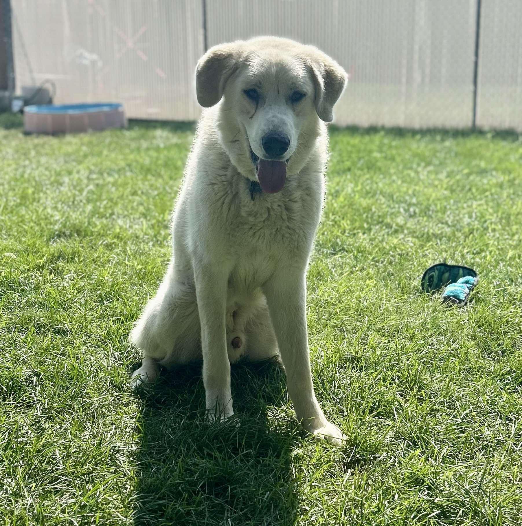 Ajax, an adoptable Great Pyrenees in Amery, WI, 54001 | Photo Image 2