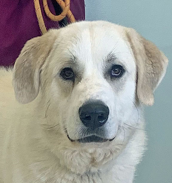 Ajax, Adult Male Great Pyrenees