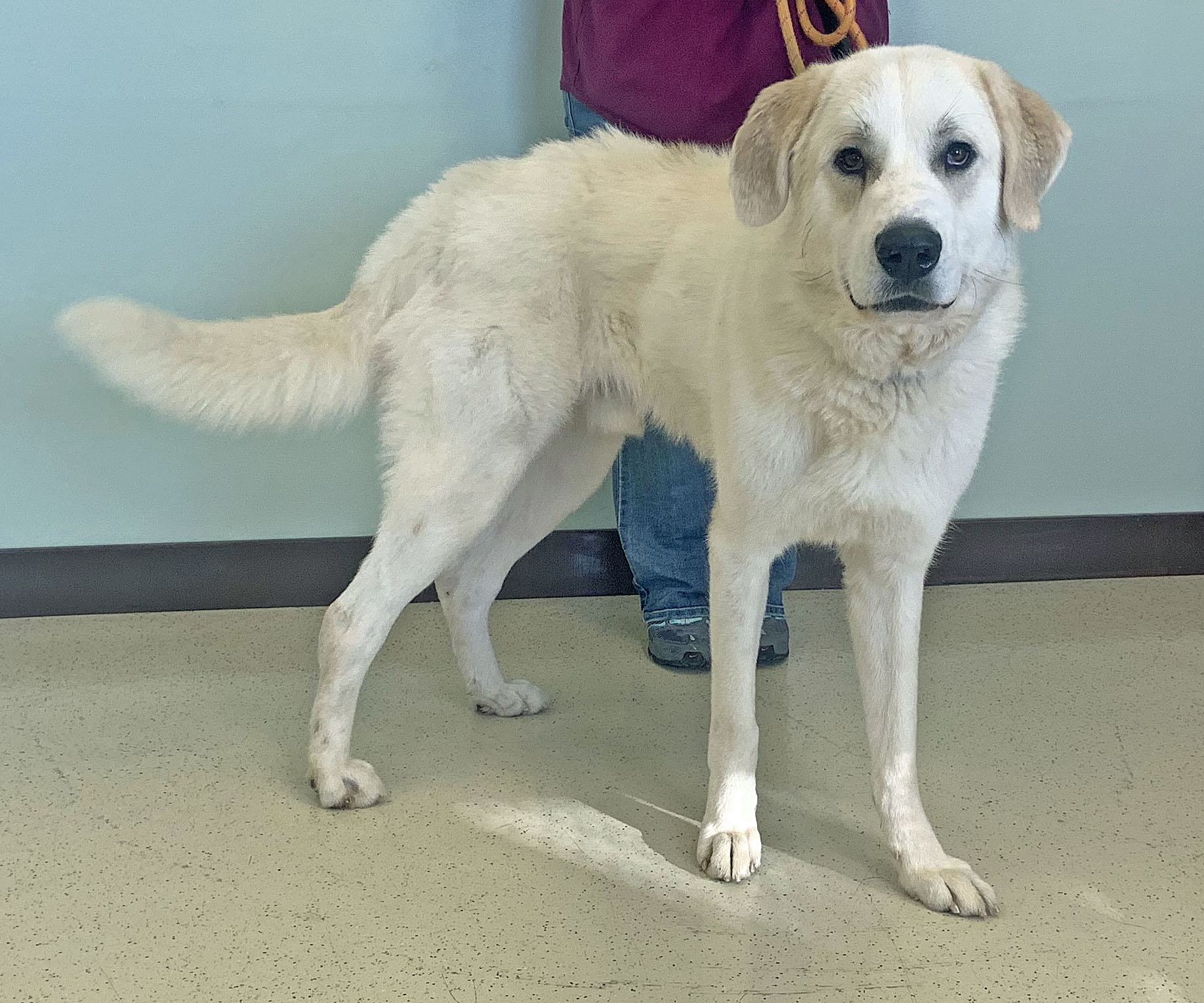 Ajax, an adoptable Great Pyrenees in Amery, WI, 54001 | Photo Image 5