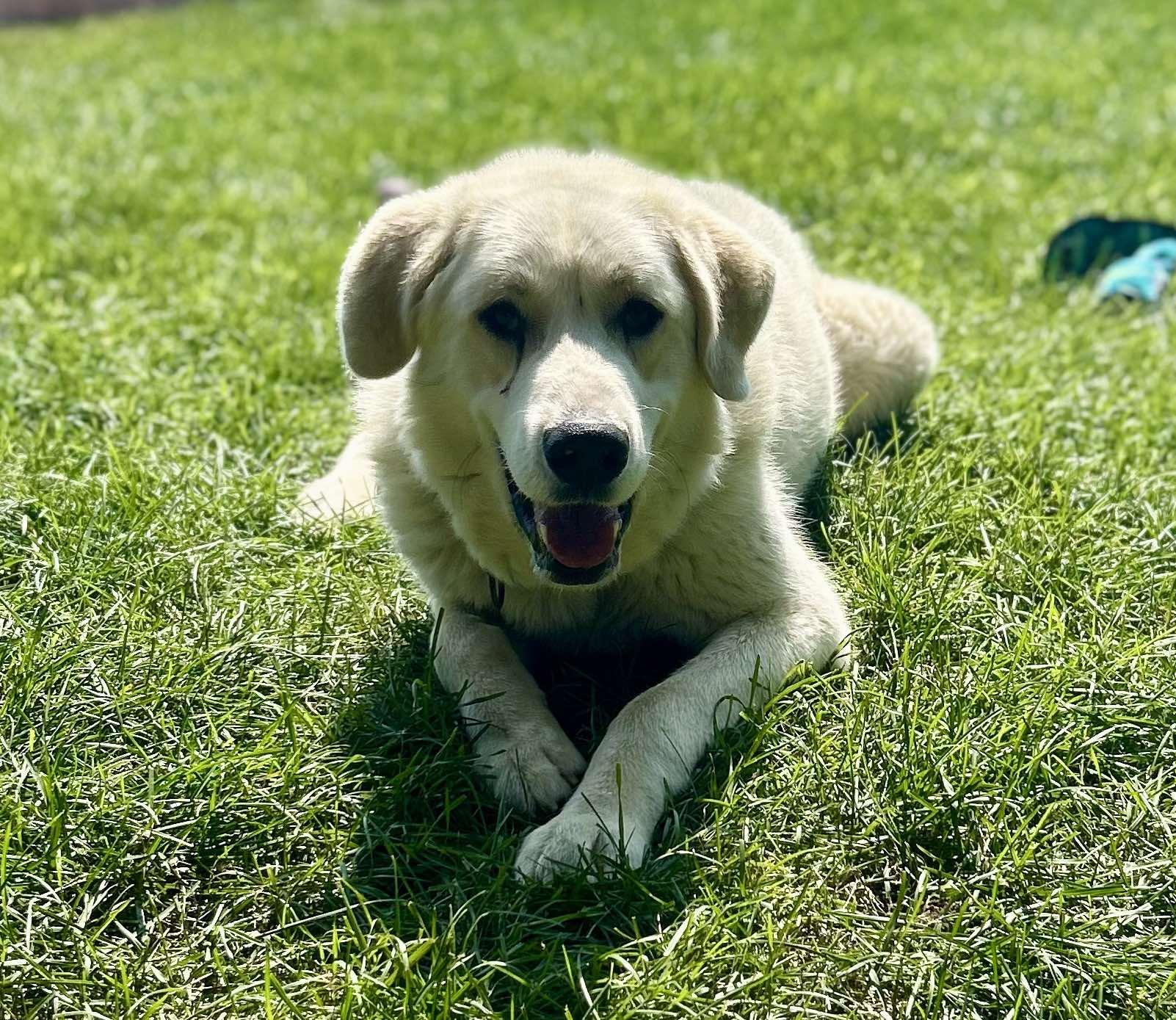 Ajax, an adoptable Great Pyrenees in Amery, WI, 54001 | Photo Image 4