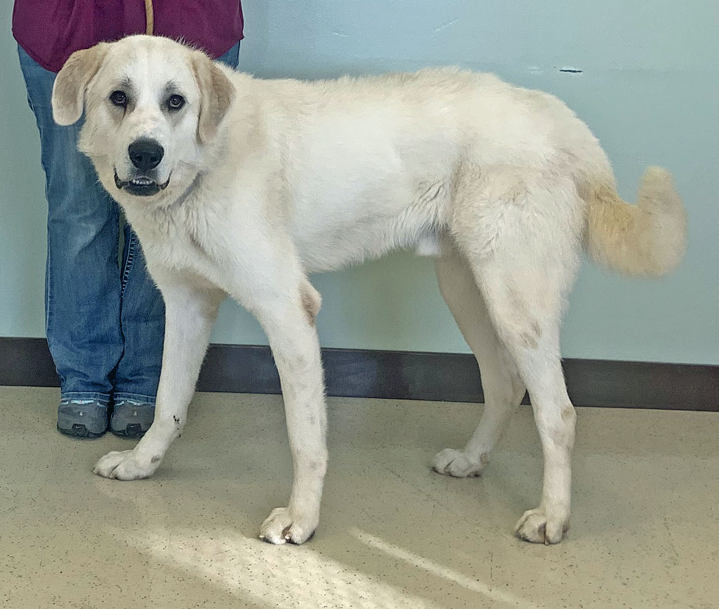 Ajax, an adoptable Great Pyrenees in Amery, WI, 54001 | Photo Image 6