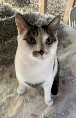 Brian, ADOPTABLE, Young Male Tabby.