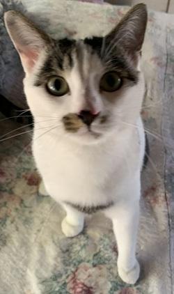 Enlarge Brian, a ADOPTABLE mixed breed in Raleigh, NC image 2/2