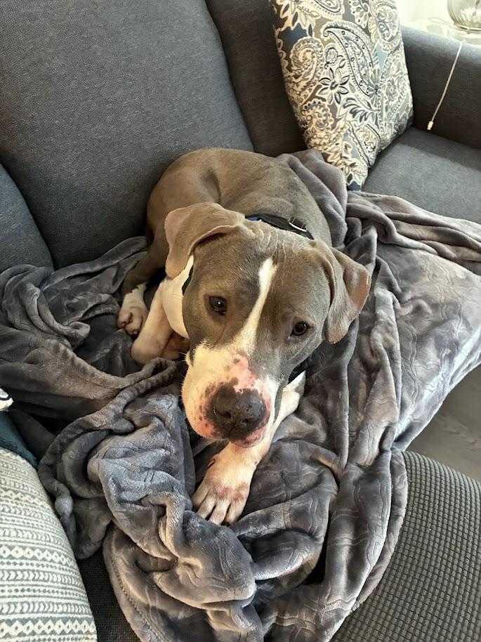 Enlarge Canyon (ADOPTION FEE SPONSORED), a Adoptable mixed breed in Columbia, SC image 6/6