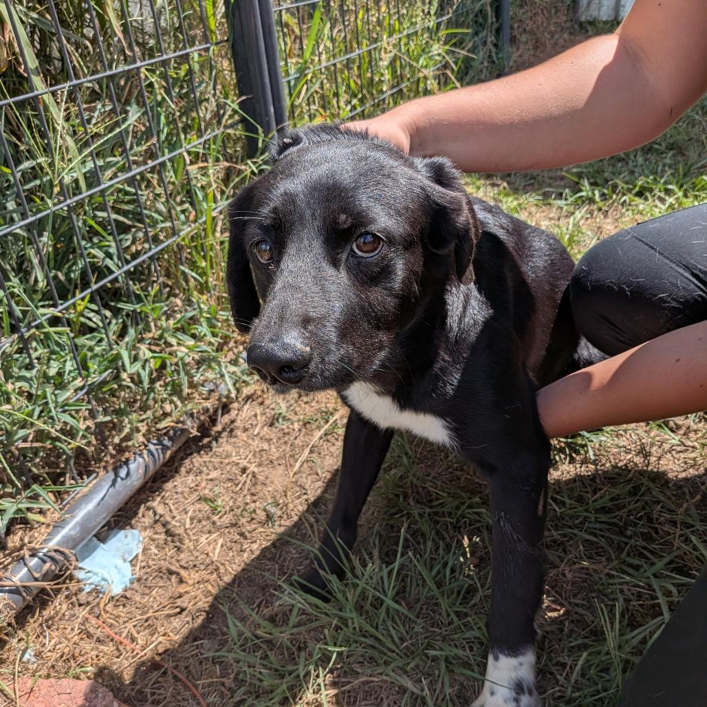 Sydney, Adoptable, Adult Female Flat-Coated Retriever.
