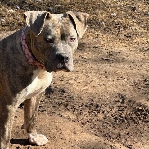 Cassidy, a Adoptable American Bully in Bixby, OK image 1/13
