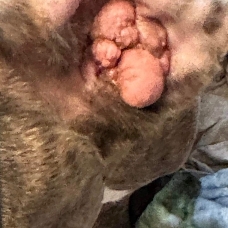 Cassidy, a Adoptable American Bully in Bixby, OK image 2/13