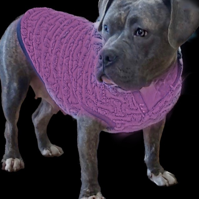 Cassidy, a Adoptable American Bully in Bixby, OK image 3/13