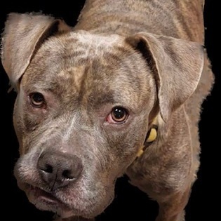 Cassidy, Adoptable, Young Female American Bully.